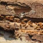 How to Effectively Eliminate Termite Infestations