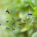How Weather Affects Pest Infestations and What to Do About It