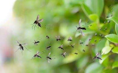 How Weather Affects Pest Infestations and What to Do About It