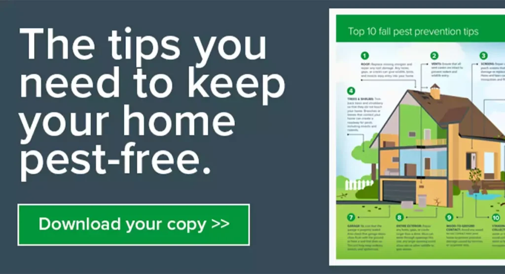 Fall Pest Prevention: Tips to Keep Rodents Out