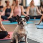 Creating a Safe Exercise Routine for Overweight Dogs