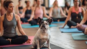 Creating a Safe Exercise Routine for Overweight Dogs 1 Creating a Safe Exercise Routine for Overweight Dogs