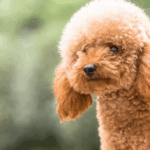 Tails, Curls, and Companions: Finding Poodle Puppies That Fit Your Life 3 Tails, Curls, and Companions: Finding Poodle Puppies That Fit Your Life