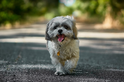 Velvet Paws and Loyal Eyes: Welcoming a Shih Tzu Into Your Life